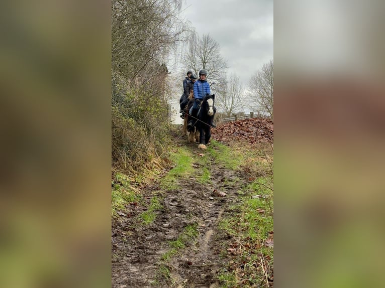 Cob Irlandese / Tinker / Gypsy Vanner Giumenta 11 Anni 125 cm Morello in Bogaarden