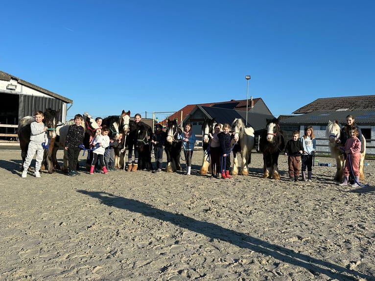 Cob Irlandese / Tinker / Gypsy Vanner Giumenta 11 Anni 125 cm Morello in Bogaarden