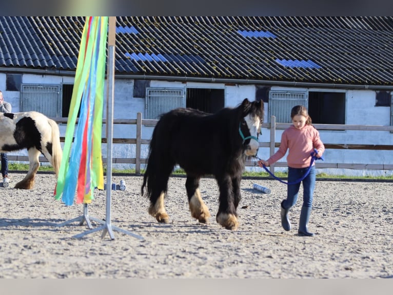 Cob Irlandese / Tinker / Gypsy Vanner Giumenta 11 Anni 125 cm Morello in Bogaarden