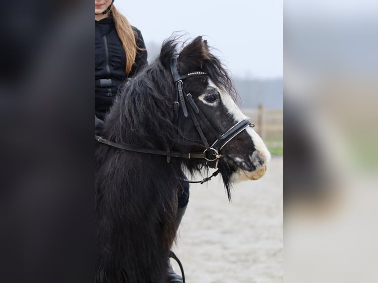 Cob Irlandese / Tinker / Gypsy Vanner Giumenta 11 Anni 125 cm Morello in Bogaarden