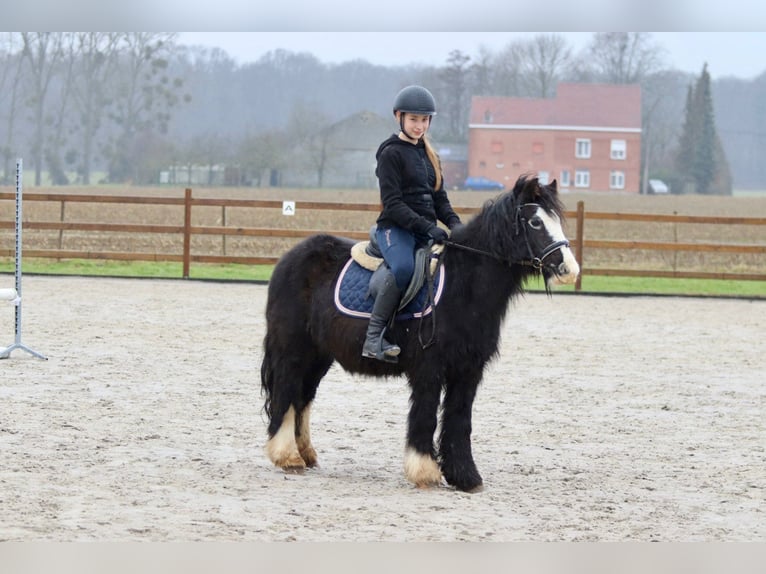 Cob Irlandese / Tinker / Gypsy Vanner Giumenta 11 Anni 125 cm Morello in Bogaarden