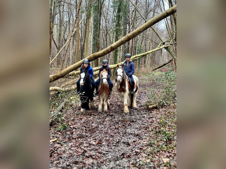 Cob Irlandese / Tinker / Gypsy Vanner Giumenta 11 Anni 125 cm Morello in Bogaarden