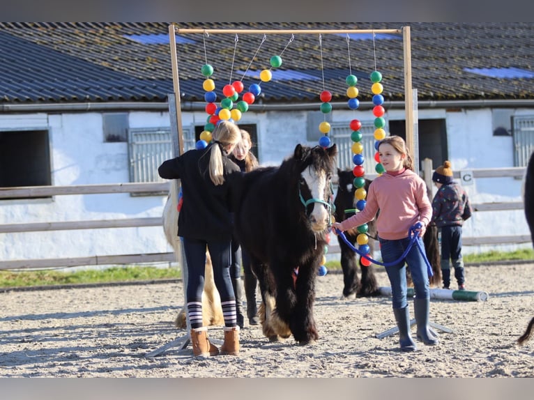 Cob Irlandese / Tinker / Gypsy Vanner Giumenta 11 Anni 125 cm Morello in Bogaarden