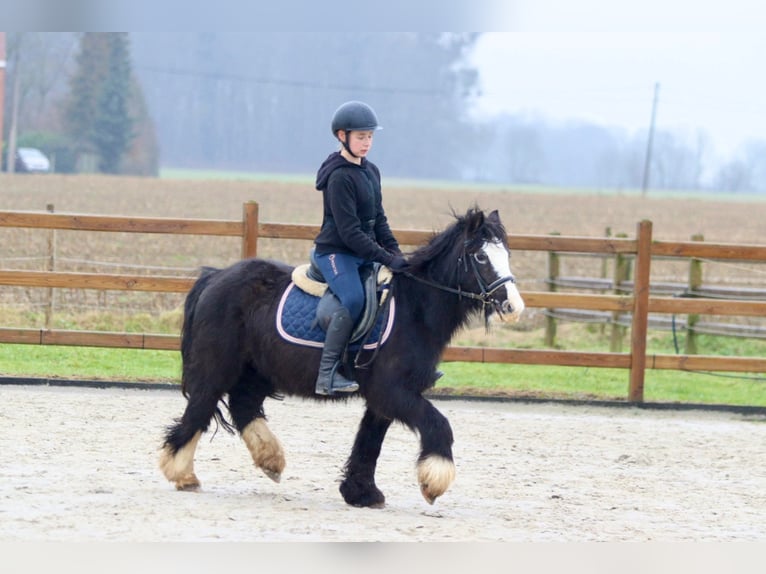 Cob Irlandese / Tinker / Gypsy Vanner Giumenta 11 Anni 125 cm Morello in Bogaarden