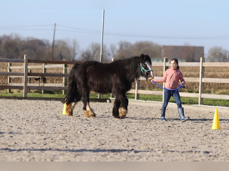 Cob Irlandese / Tinker / Gypsy Vanner Giumenta 11 Anni 125 cm Morello in Bogaarden