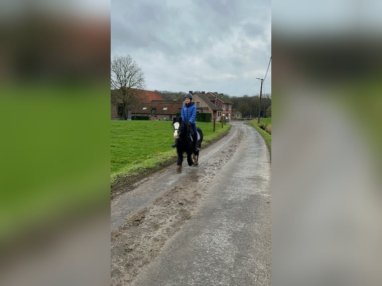 Cob Irlandese / Tinker / Gypsy Vanner Giumenta 11 Anni 125 cm Morello in Bogaarden