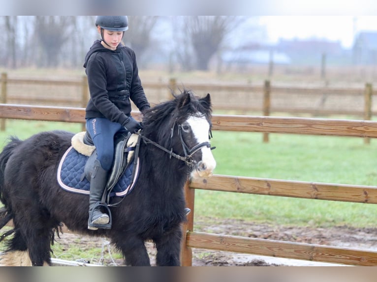 Cob Irlandese / Tinker / Gypsy Vanner Giumenta 11 Anni 125 cm Morello in Bogaarden