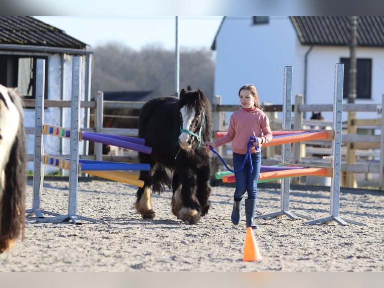 Cob Irlandese / Tinker / Gypsy Vanner Giumenta 11 Anni 125 cm Morello in Bogaarden