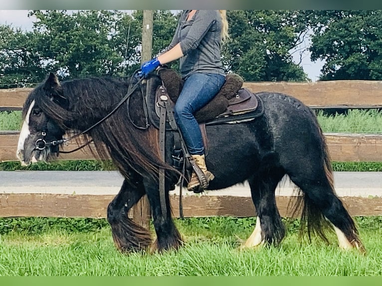 Cob Irlandese / Tinker / Gypsy Vanner Giumenta 11 Anni 129 cm Morello in Lathen