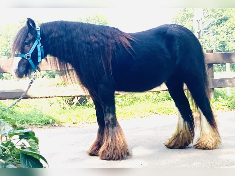 Cob Irlandese / Tinker / Gypsy Vanner Giumenta 11 Anni 129 cm Morello in Lathen