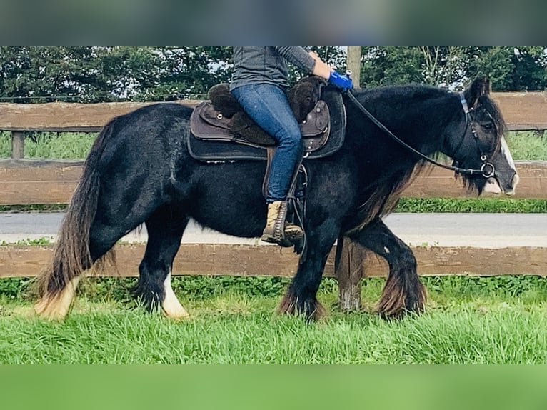 Cob Irlandese / Tinker / Gypsy Vanner Giumenta 11 Anni 129 cm Morello in Lathen