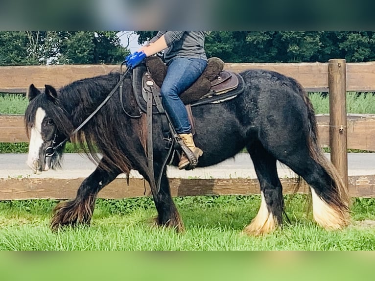 Cob Irlandese / Tinker / Gypsy Vanner Giumenta 11 Anni 129 cm Morello in Lathen