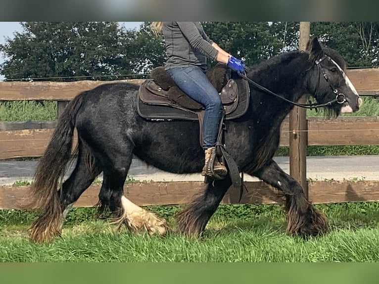 Cob Irlandese / Tinker / Gypsy Vanner Giumenta 11 Anni 129 cm Morello in Lathen