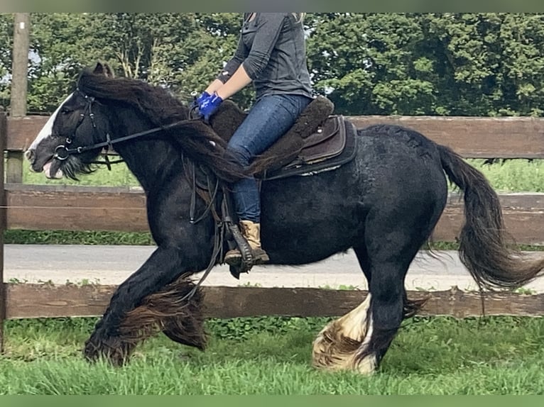 Cob Irlandese / Tinker / Gypsy Vanner Giumenta 11 Anni 129 cm Morello in Lathen