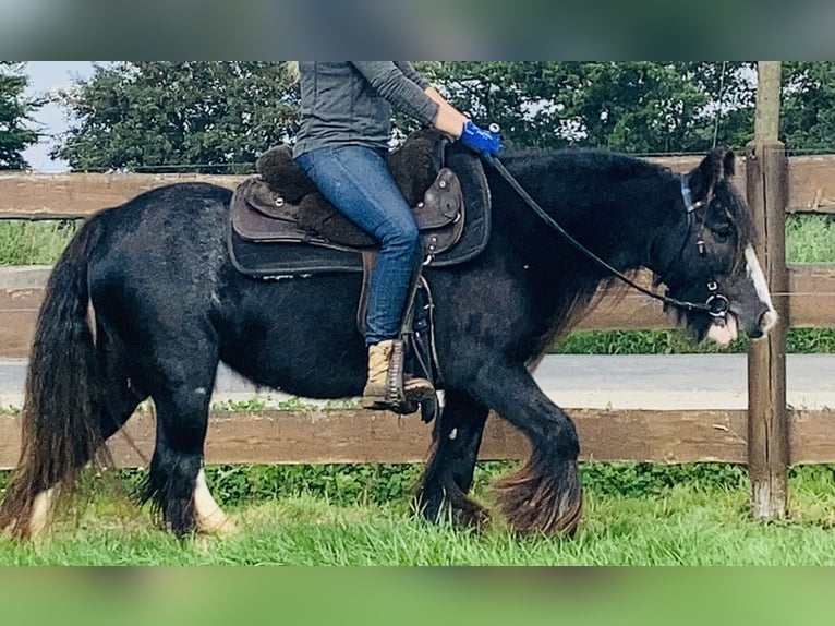 Cob Irlandese / Tinker / Gypsy Vanner Giumenta 11 Anni 129 cm Morello in Lathen