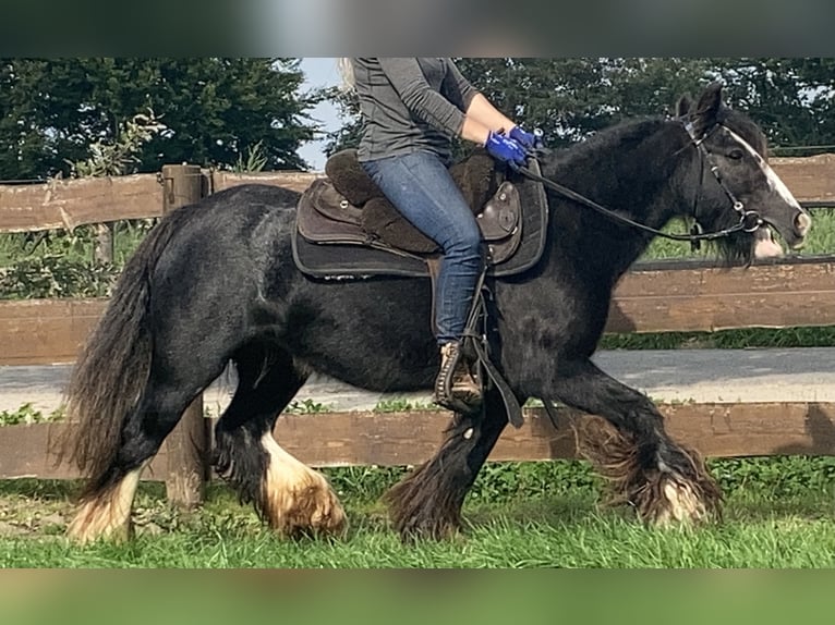 Cob Irlandese / Tinker / Gypsy Vanner Giumenta 11 Anni 129 cm Morello in Lathen