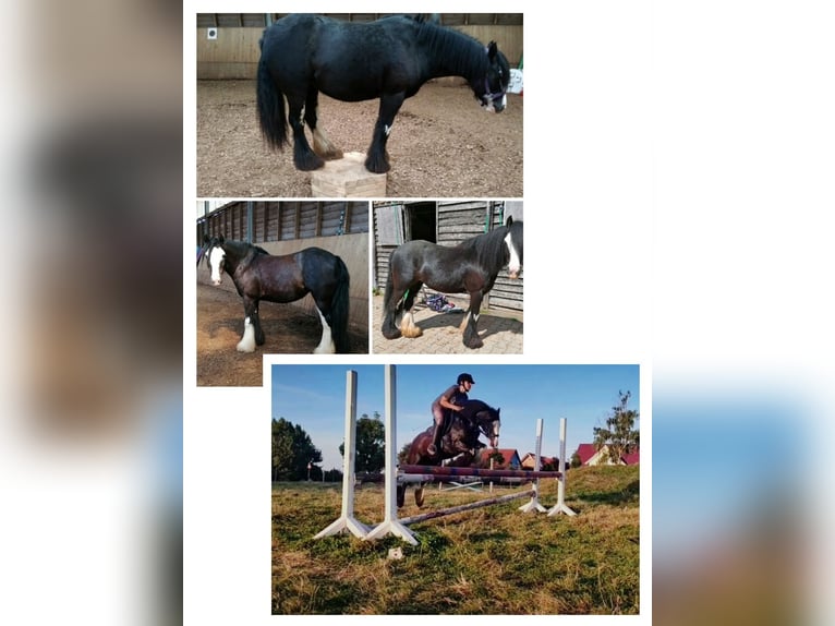 Cob Irlandese / Tinker / Gypsy Vanner Giumenta 11 Anni 130 cm Morello in Crailsheim