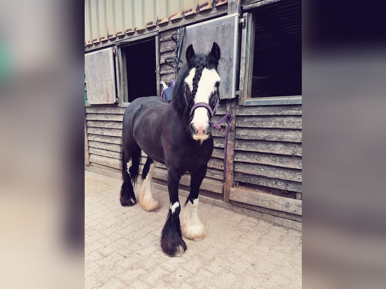 Cob Irlandese / Tinker / Gypsy Vanner Giumenta 11 Anni 130 cm Morello in Crailsheim