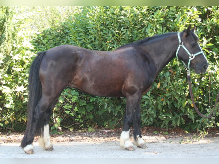 Cob Irlandese / Tinker / Gypsy Vanner Giumenta 11 Anni 133 cm Morello in Lathen