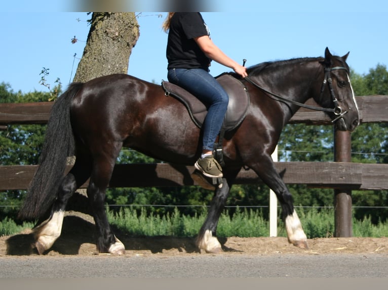 Cob Irlandese / Tinker / Gypsy Vanner Giumenta 11 Anni 133 cm Morello in Lathen