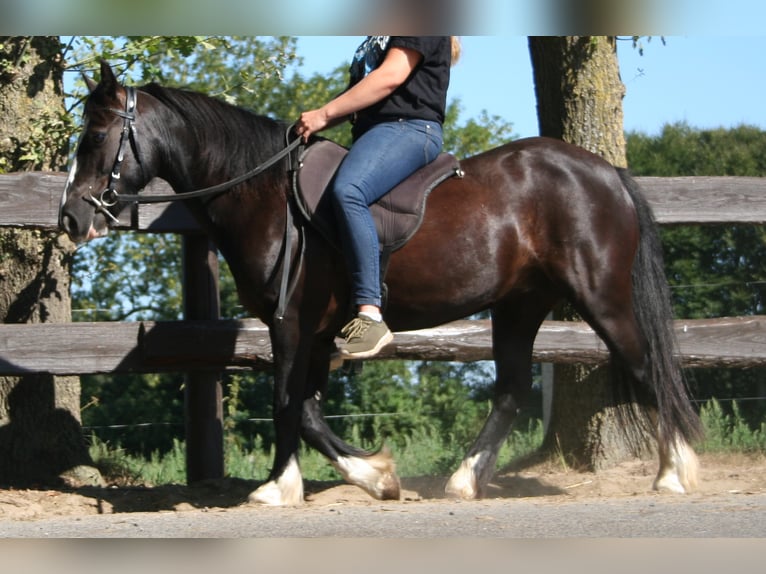 Cob Irlandese / Tinker / Gypsy Vanner Giumenta 11 Anni 133 cm Morello in Lathen