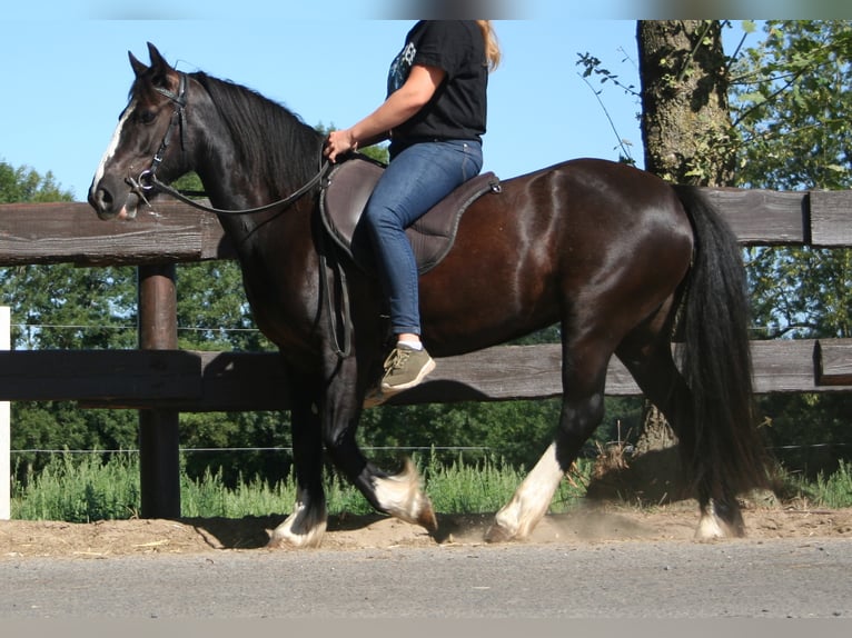 Cob Irlandese / Tinker / Gypsy Vanner Giumenta 11 Anni 133 cm Morello in Lathen