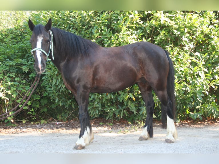 Cob Irlandese / Tinker / Gypsy Vanner Giumenta 11 Anni 133 cm Morello in Lathen