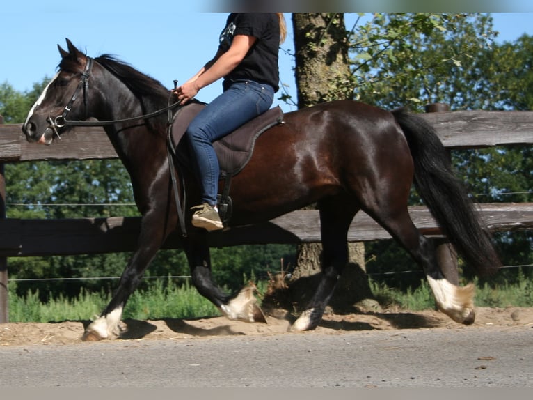 Cob Irlandese / Tinker / Gypsy Vanner Giumenta 11 Anni 133 cm Morello in Lathen