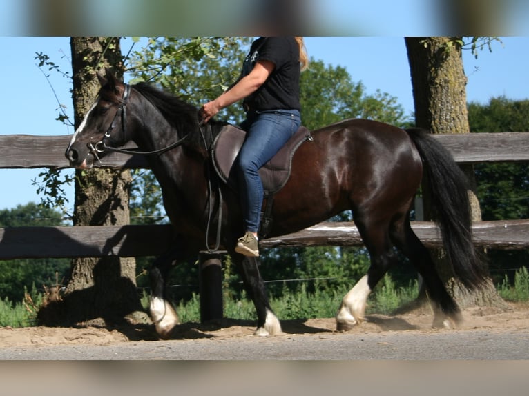 Cob Irlandese / Tinker / Gypsy Vanner Giumenta 11 Anni 133 cm Morello in Lathen