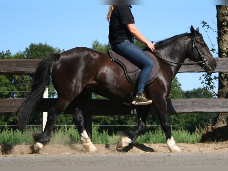 Cob Irlandese / Tinker / Gypsy Vanner Giumenta 11 Anni 133 cm Morello in Lathen