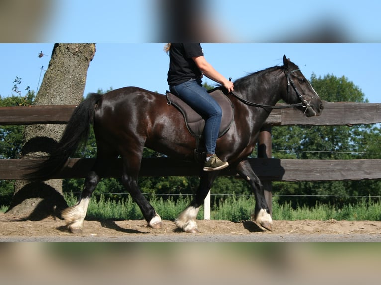 Cob Irlandese / Tinker / Gypsy Vanner Giumenta 11 Anni 133 cm Morello in Lathen