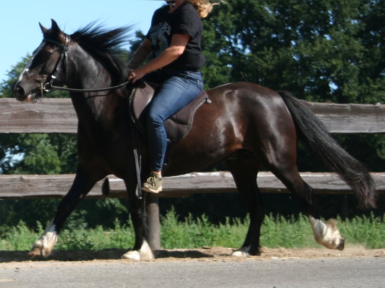 Cob Irlandese / Tinker / Gypsy Vanner Giumenta 11 Anni 133 cm Morello in Lathen