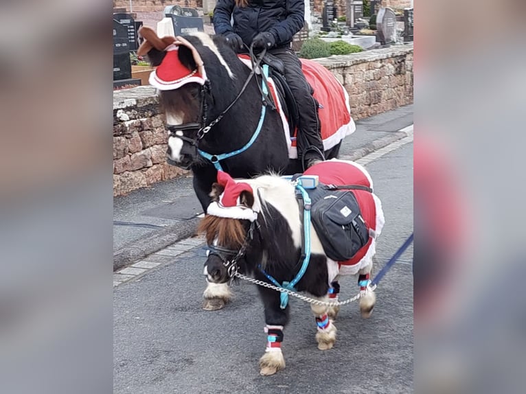 Cob Irlandese / Tinker / Gypsy Vanner Mix Giumenta 11 Anni 135 cm Pezzato in Eschau