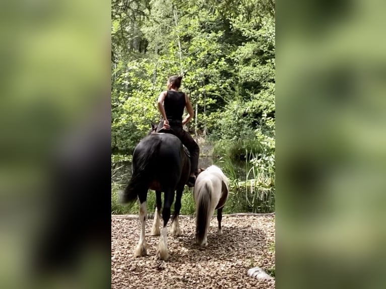 Cob Irlandese / Tinker / Gypsy Vanner Mix Giumenta 11 Anni 135 cm Pezzato in Eschau