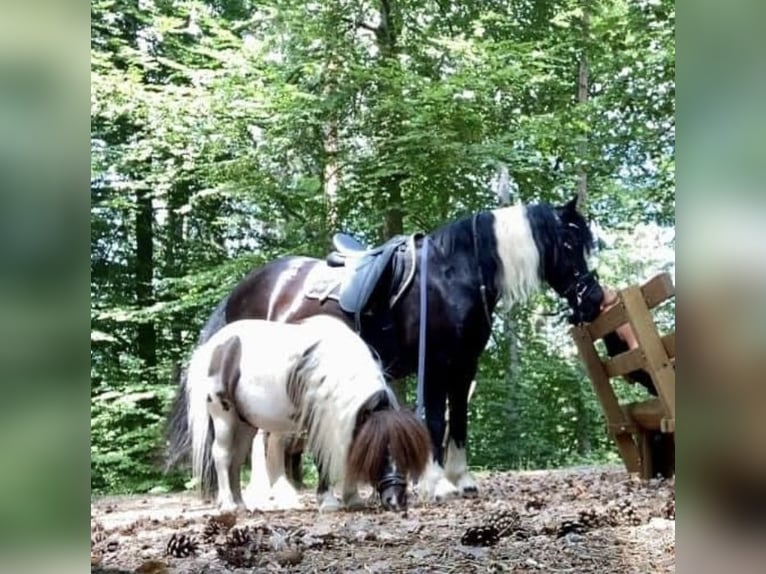 Cob Irlandese / Tinker / Gypsy Vanner Mix Giumenta 11 Anni 135 cm Pezzato in Eschau