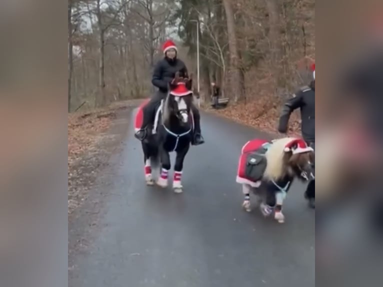 Cob Irlandese / Tinker / Gypsy Vanner Mix Giumenta 11 Anni 135 cm Pezzato in Eschau