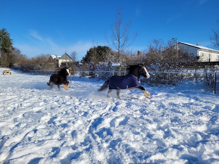 Cob Irlandese / Tinker / Gypsy Vanner Mix Giumenta 11 Anni 136 cm Grullo in Lohmar