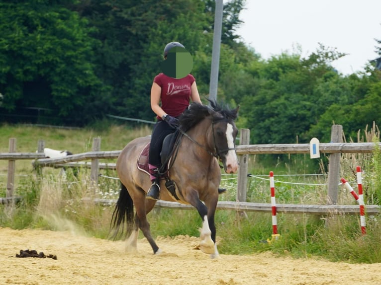 Cob Irlandese / Tinker / Gypsy Vanner Mix Giumenta 11 Anni 136 cm Grullo in Lohmar