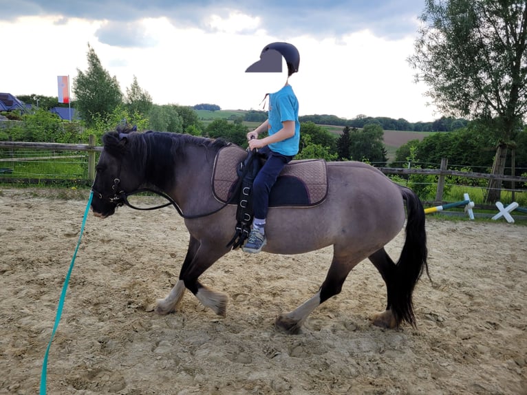 Cob Irlandese / Tinker / Gypsy Vanner Mix Giumenta 11 Anni 136 cm Grullo in Lohmar