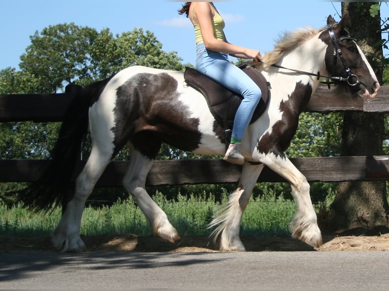 Cob Irlandese / Tinker / Gypsy Vanner Giumenta 11 Anni 136 cm Pezzato in Lathen