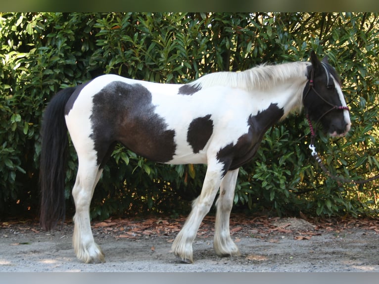 Cob Irlandese / Tinker / Gypsy Vanner Giumenta 11 Anni 136 cm Pezzato in Lathen