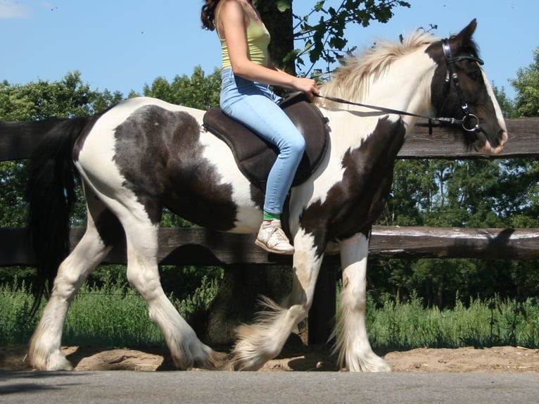 Cob Irlandese / Tinker / Gypsy Vanner Giumenta 11 Anni 136 cm Pezzato in Lathen