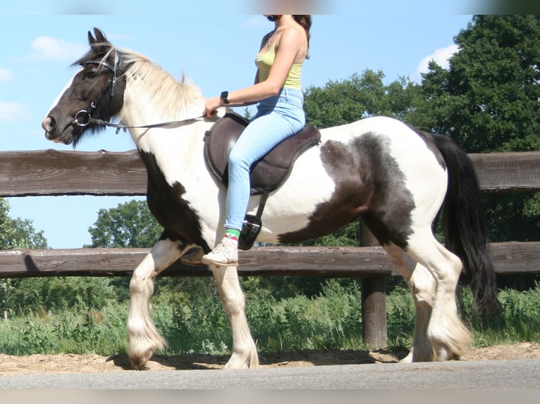 Cob Irlandese / Tinker / Gypsy Vanner Giumenta 11 Anni 136 cm Pezzato in Lathen