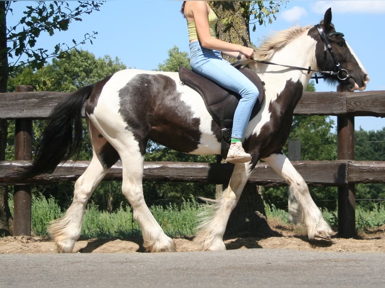 Cob Irlandese / Tinker / Gypsy Vanner Giumenta 11 Anni 136 cm Pezzato in Lathen