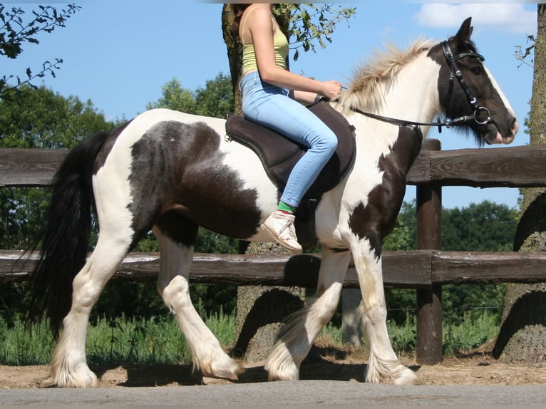 Cob Irlandese / Tinker / Gypsy Vanner Giumenta 11 Anni 136 cm Pezzato in Lathen