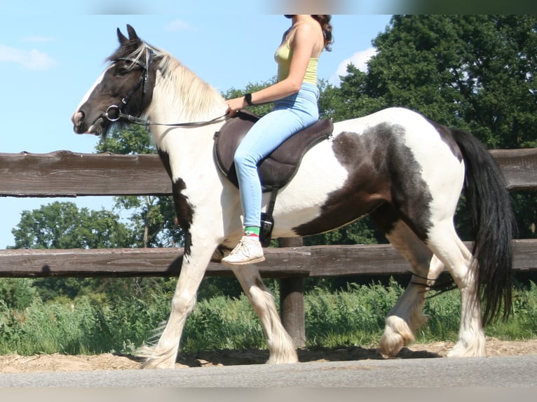 Cob Irlandese / Tinker / Gypsy Vanner Giumenta 11 Anni 136 cm Pezzato in Lathen