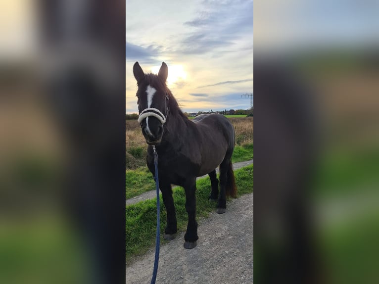 Cob Irlandese / Tinker / Gypsy Vanner Mix Giumenta 11 Anni 140 cm Morello in Braunschweig