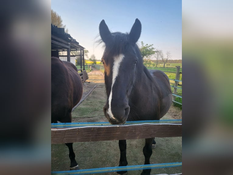 Cob Irlandese / Tinker / Gypsy Vanner Mix Giumenta 11 Anni 140 cm Morello in Braunschweig