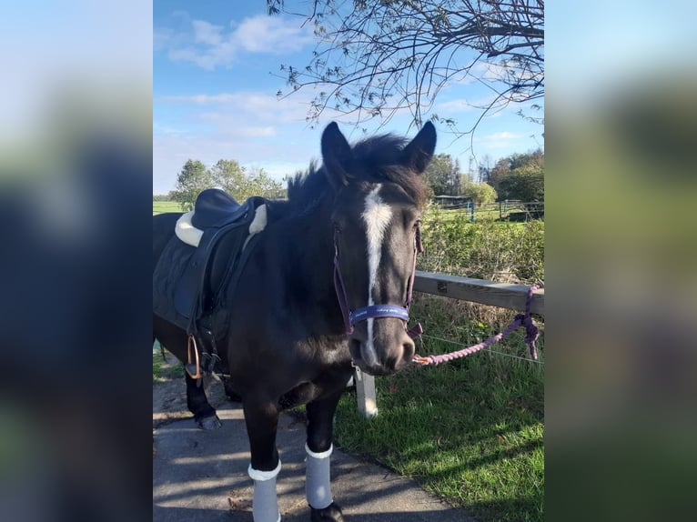 Cob Irlandese / Tinker / Gypsy Vanner Mix Giumenta 11 Anni 140 cm Morello in Braunschweig