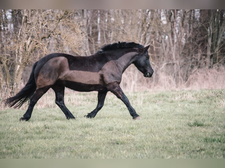 Cob Irlandese / Tinker / Gypsy Vanner Mix Giumenta 11 Anni 140 cm Morello in Braunschweig